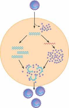 4c 50 nm (c) Influenza viruses General Features of Viral Reproductive Cycles Viruses can reproduce only within a host cell lack the enzymes for metabolism or ribosomes for protein synthesis.