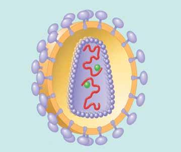 Retroviruses (class VI; eg. HIV) Contains two identical strands Virus carries an enzyme, reverse transcriptase, which transcribes DNA from an RNA template.