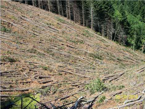 Same trees produced 23% of residue in Oregon, 13% Washington.