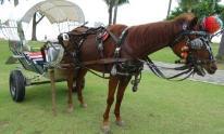 Ride: Rp 895,000 / person (1 hour) 33 D'Ranch - Horse Carriage Mon-Thu: 1000hrs to 1600hrs Rp 570,000 / carriage (30mins) Rp