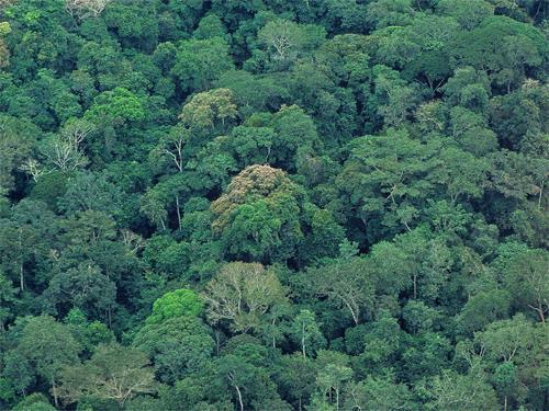 «We need the rainforests but the rainforests first