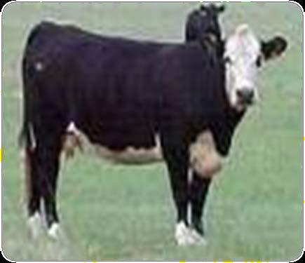 Terminal Crossbreeding System Bull of Breed A