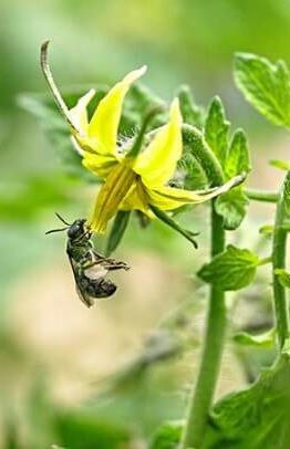 pollinatordependent crops