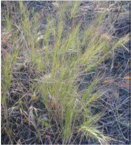 Juniper - Juniperus spp. Management Guidelines: Type and Class of Livestock Goats. Grazing Objective Remove biomass, young plants, and young stems.