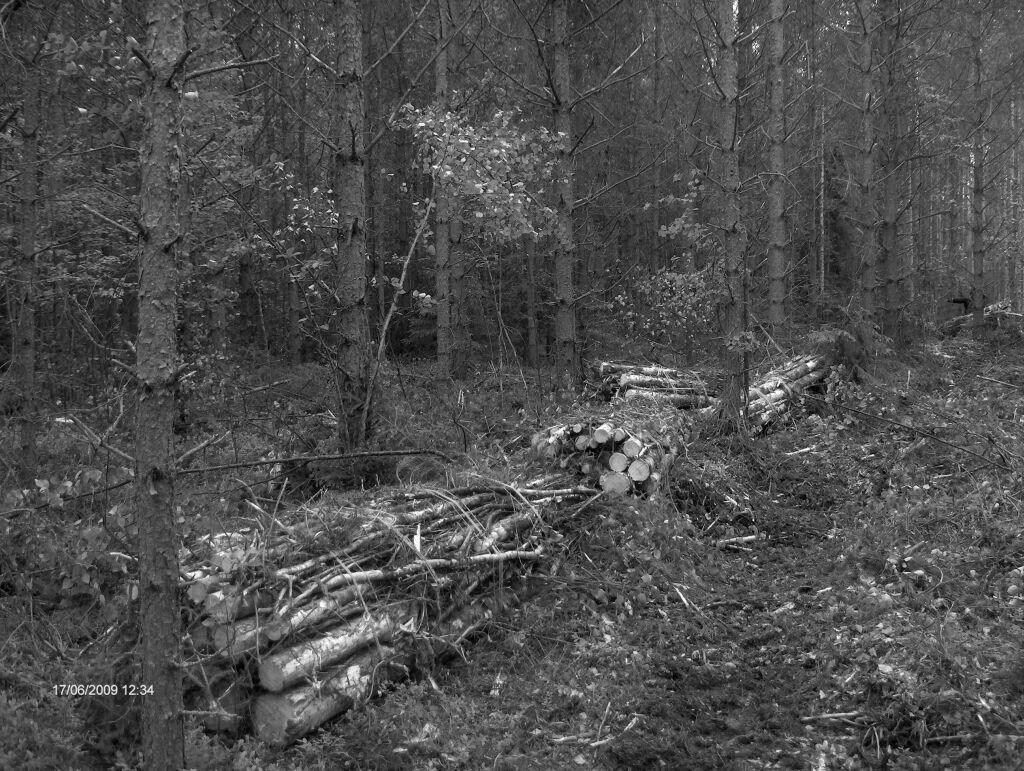 Figure 5. Whole-tree bundles are left at strip road to be forwarded to a landing. Photo: Ari Erkkilä/VTT. 2.