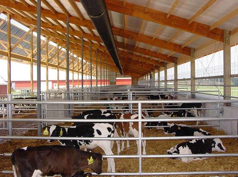 Calf sheds Picture from http://www.