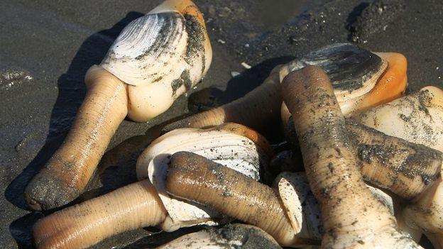 Overview of Pacific geoducks (Panopea generosa) "gooey-duck" is of Native American origin and means burrow deep Largest (up to 3 kg) and longest-lived (up to 160 years) clam Intertidal and subtidal