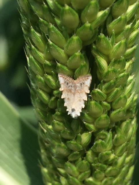 Headworm Thresholds Corn Earworms and Fall Armyworm: treat when corn earworms or fall armyworms average 1 per head, either alone or in combination Sorghum Webworm: treat