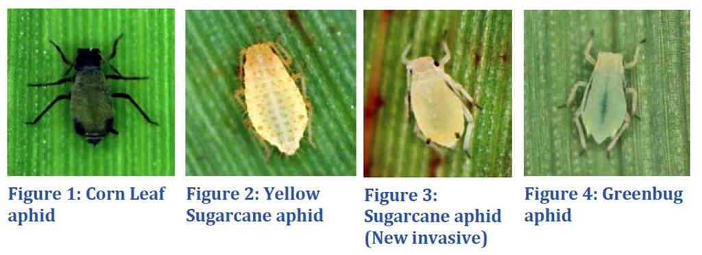 Aphids Commonly