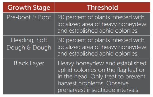 Thresholds for Sugarcane Aphids Threshold: Treat when 30% of plants are infested plants with