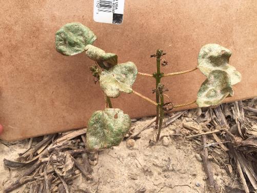 Cotton thrips control At planting options are recommended but limited Imidacloprid: Gaucho or preferably Aeris seed treatment Acephate: in-furrow spray or hopper box Imidacloprid: in-furrow spray (e.