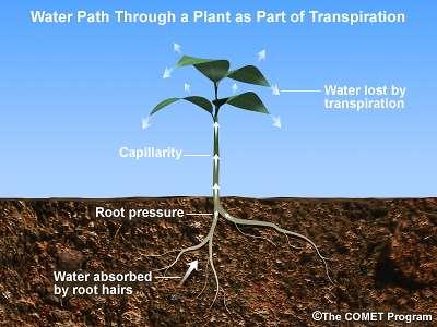 Transpiration Plant takes up water through fine hairs on their roots.