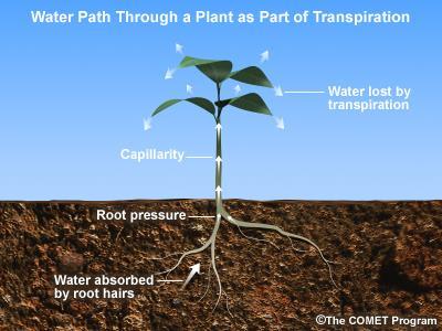 and transpiration - generally taken together as evapotranspiration From: COMET is a registered