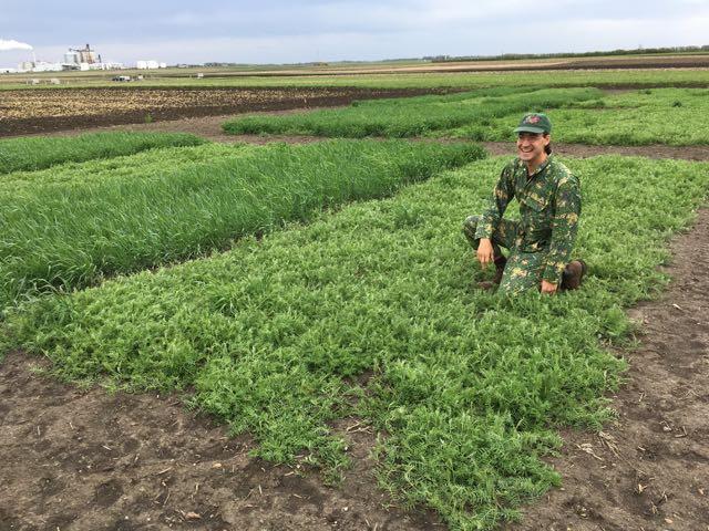 Photo 2: Alex Liebman in Forever Green plots at Lamberton, MN Abstract: Cover crops are non-harvested crops that provide important benefits including erosion control, landscape diversification,