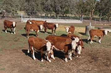 Group Lot 75 Ian Locke Wirruna Poll Hereford Stud, Holbrook NSW Applied in early July, ProGibb at 10 gm/ha can