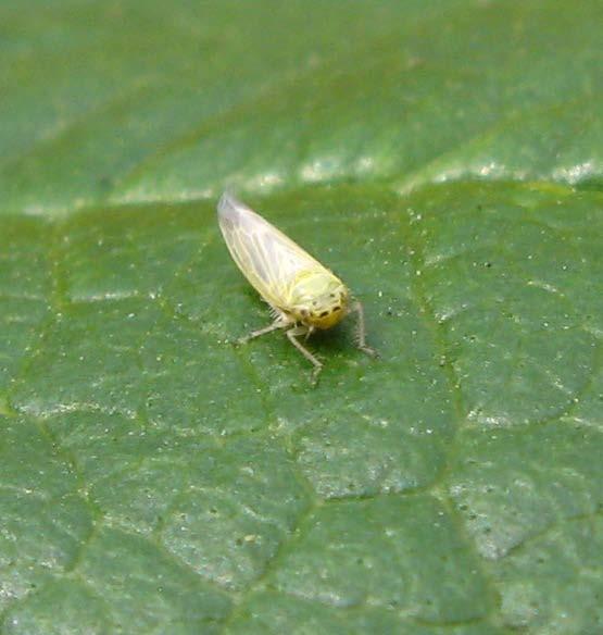 Figure 2. Aster leafhopper. Heavy populations of aster leafhopper have also been reported this spring in NorthDakota, Minnesota, South Dakota and some of the U.S. midwest states.