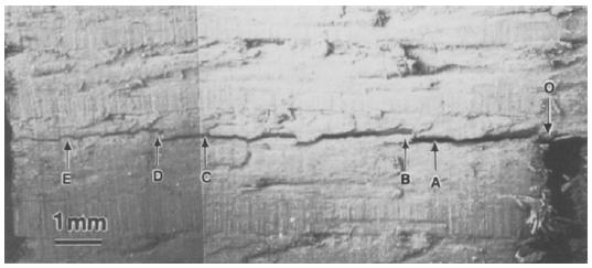 9 Figure 6: Crack induced in the first stage of loading in a specimen with the grain perpendicular