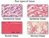 Engineering (TE) Concept Tissue Engineering is an interdisciplinary field that