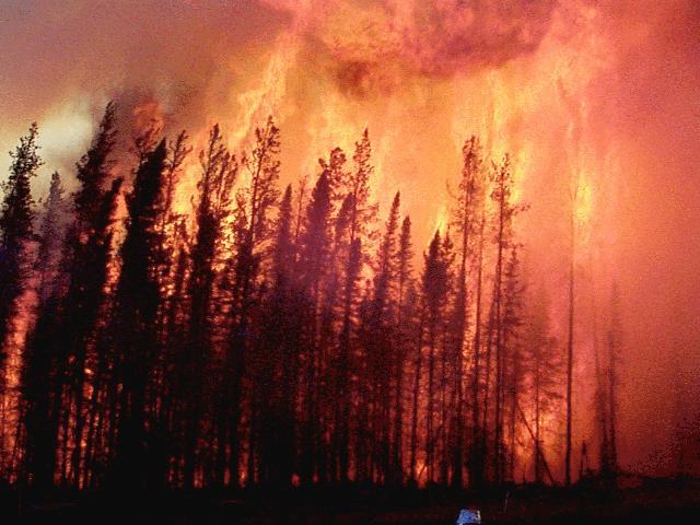 BC averages 1600 fires that burn nearly 400,000 hectares a year Often high intensity/high severity crown fires.