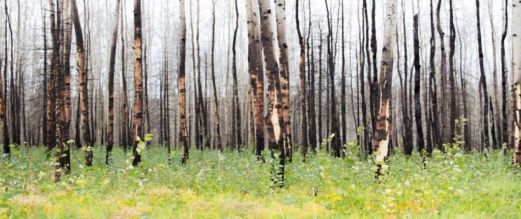 forests Fire activity will increase in a changing climate, but