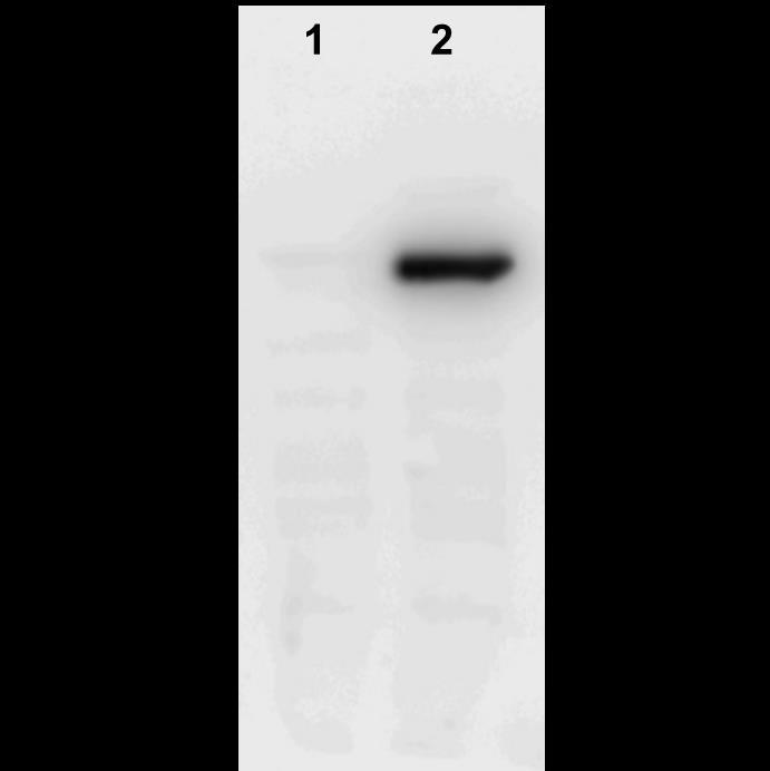 Figure 1. Western Blot of the hido2 expressing hido2-hek293 cells.