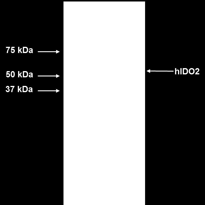 The recombinant human IDO2 comprises 415 amino acids and has a calculated molecular mass of 46.4 KDa.
