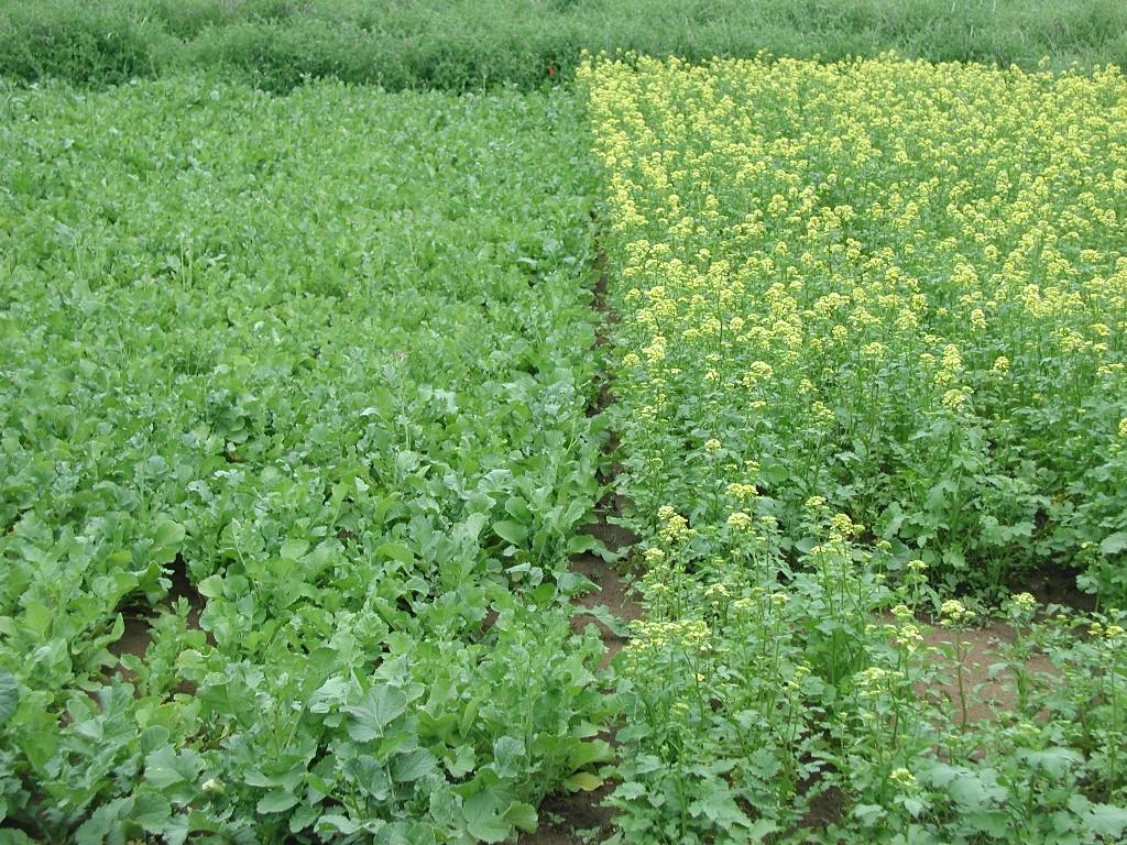 OSR s use and growers concerns: Trap