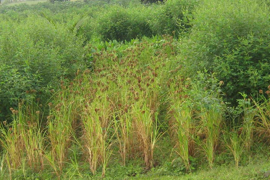 The bio-diverse nature of millet cultivation can prevent pest attack,