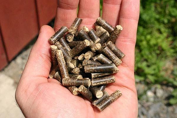 What is Biomass?