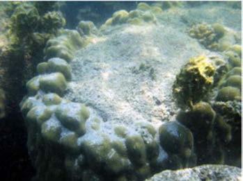 Impacts of Climate Change on Marine and Coastal Ecosystems Elevated seawater