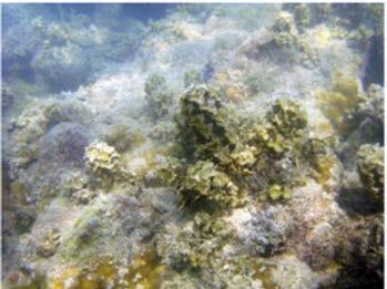 examples, widespread coral mortality were observed during the 1998 and 2010 mass coral
