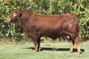 Materials and methods Young beef bulls perform in self-performance test (SPT)