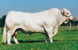 beginning and at the end of SPT Hungarian Simmental (n=19) Charolais (n=16)
