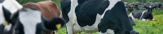 Example: Dairy farm 80 cows 80 ha arable land 20 ha natural pasture