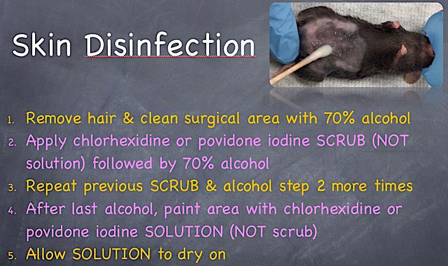 2. Adult mouse: 0.5-1 ml. b. Remove hair from the surgical site with: i. Hair clippers (#40 blade) method of choice. ii.