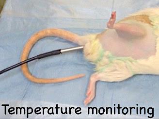 overheating the animal. A homeothermic pad provides the solution by maintaining the animal at normal set temperatures.