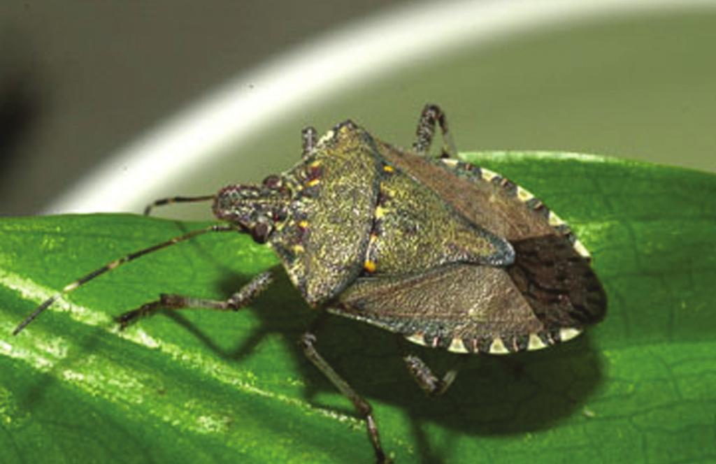 The first is the brown marmorated stink bug, Halyomorpha halys, an agricultural pest of fruits and vegetables. This bug was found in Rockingham County and is the first known sighting in New Hampshire.