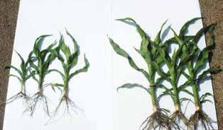 Avicta Complete Corn with Vibrance provides effective nematode protection from the time the seed is planted through the critical early-season root development period, promoting stronger stands and