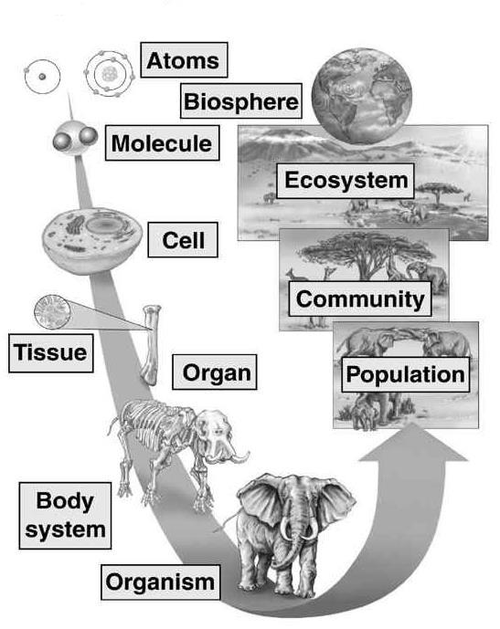 BIOLOGY DIAGRAM 1.