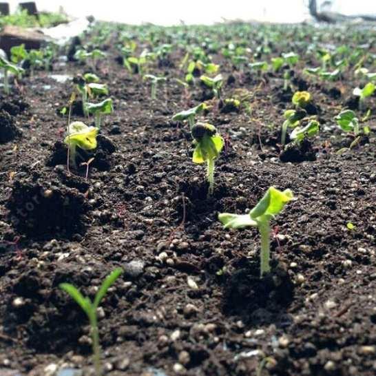 smart practices support productionanduseof organic seed Estonia: 20% highereu subsidies for useof