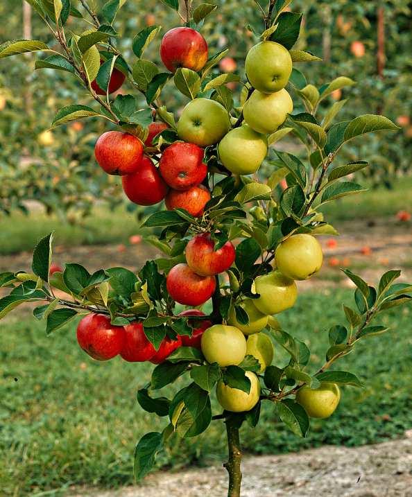 Smart practices Order on time Apples: Farmers must order in advance -> trees produced on demand