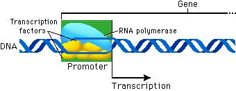 Promoters RNA polymerase binds only to promoters, regions of DNA that have specific base sequences.