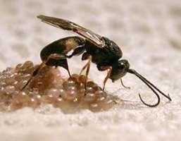 in several south American countries with parasitism rates above 80% depending information sources Parasitoid: Chelonus insularis Cresson (Hym.