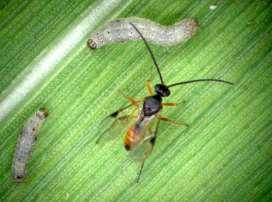 ToT regional meeting Cotonou, 13 rd -15 t Feb 2018 Known effective Parasitoids of FAW in the Americas Parasitoid: