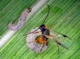 : Braconidae) FAW co-evolved parasitoid Effectiveness: Less sensitive in sprayed environments, subtropical and warm