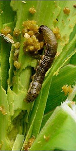 The Pest (Spodoptera frugiperda) Wide host range (>80 plant species) but with major preference for maize Short life cycle: 1-2 months (depending