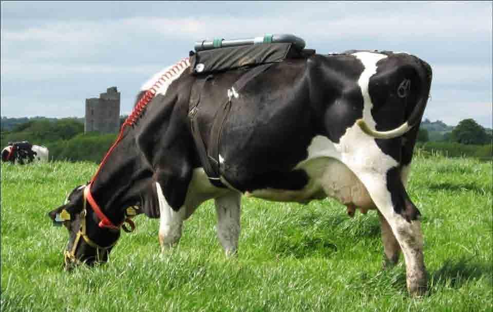 Methane Emissions from Cows 90% of methane is produced