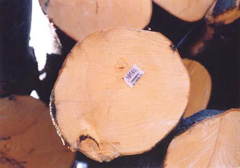 Wood Industry pressure on Forestry?
