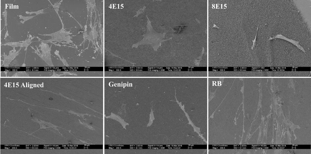 90 20µm Figure 4.46. SEM images of all crosslinked samples after 24 hours of cell seeding.
