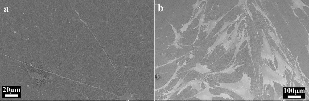 92 Figure 4.48. SEM images of filopodia extension on LED crosslinked electrospun collagen fibers. (a) long filopodia extension with length of more than 100 µm.